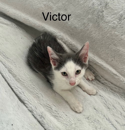 Victor