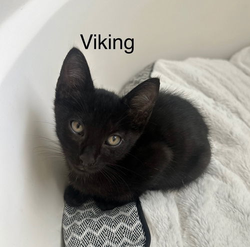 Viking