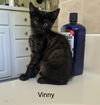 Vinny