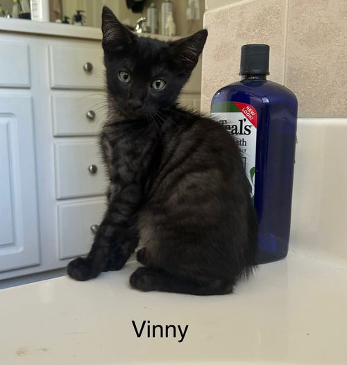 Vinny