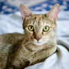 Solene