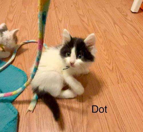 Dot