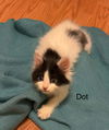 Dot