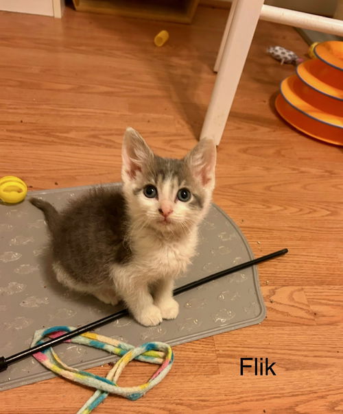 Flik