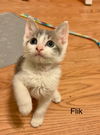 Flik
