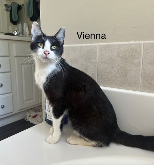 Vienna