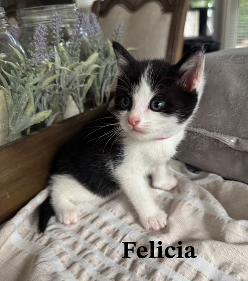 Felicia