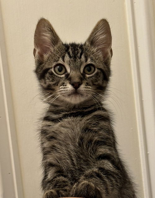 Ron