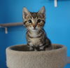 adoptable Cat in  named Piper