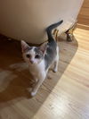 Athena