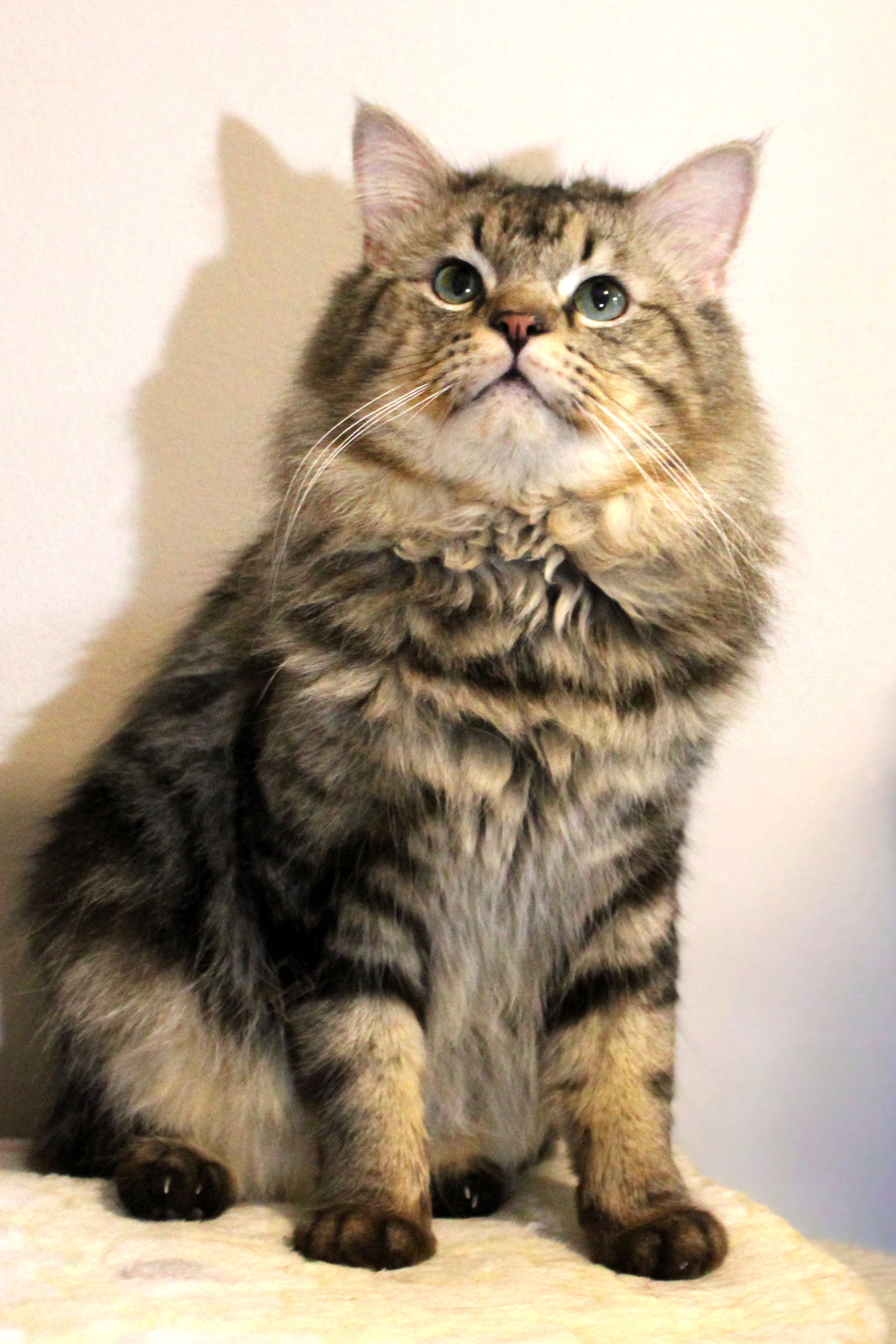 adoptable Cat in Buford, GA named Muffin
