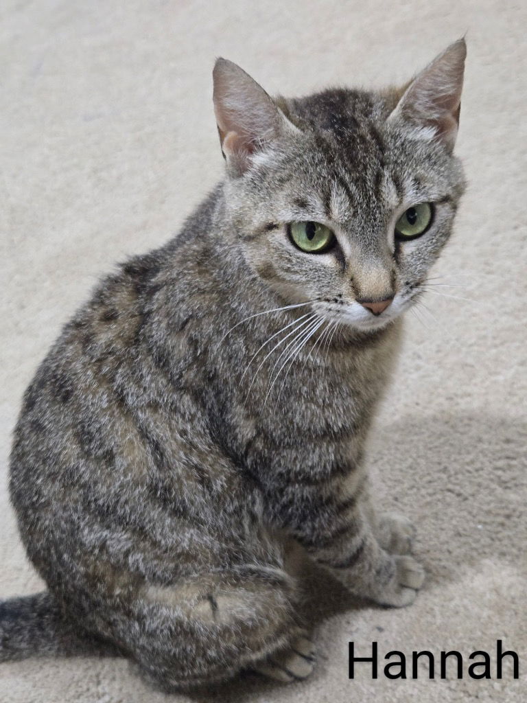 adoptable Cat in Buford, GA named Hannah