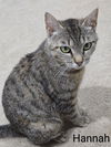 adoptable Cat in  named Hannah
