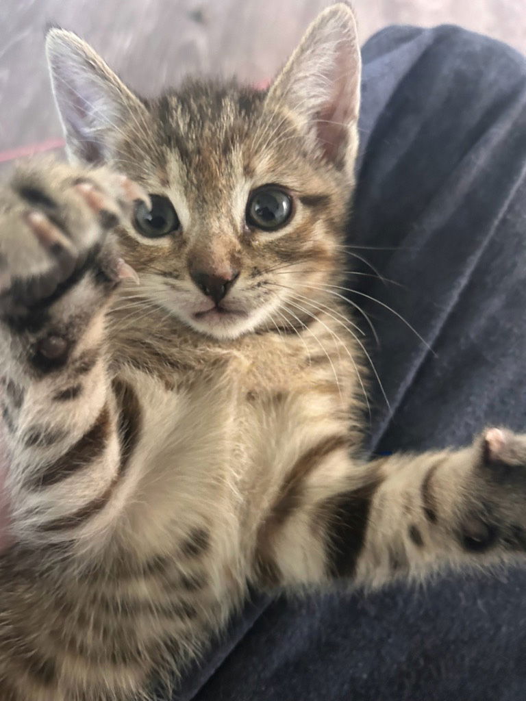 adoptable Cat in Buford, GA named Inez