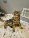 adoptable Cat in , GA named Mars Q