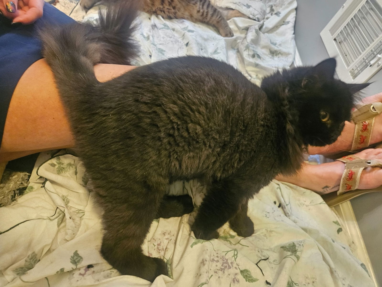 adoptable Cat in Buford, GA named Moon