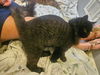 adoptable Cat in , GA named Moon