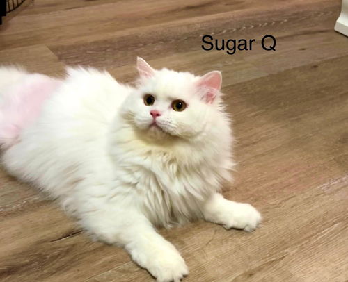 Sugar Q