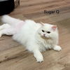 Sugar Q