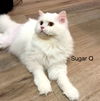 Sugar Q