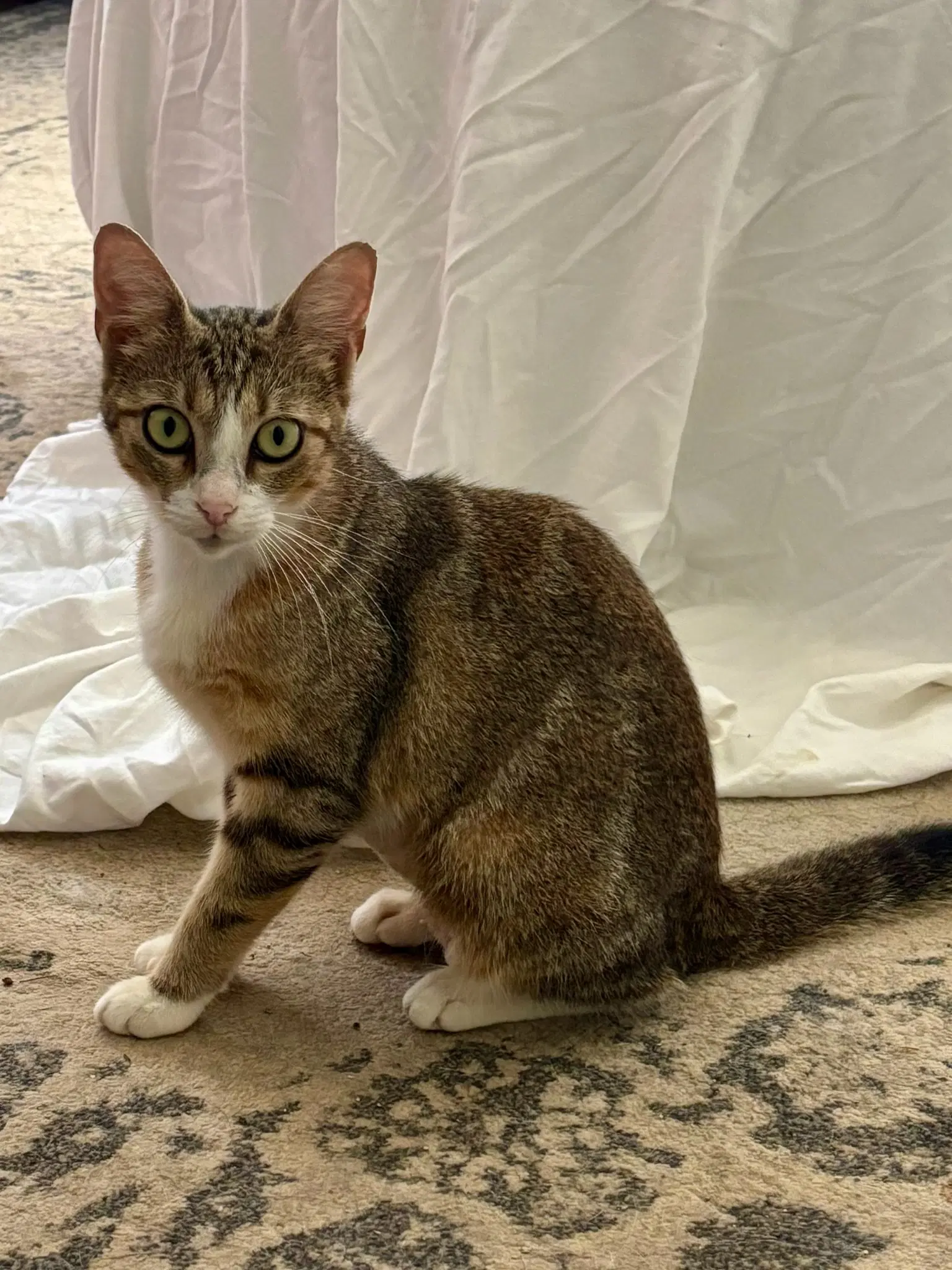 Tinkin - Calico