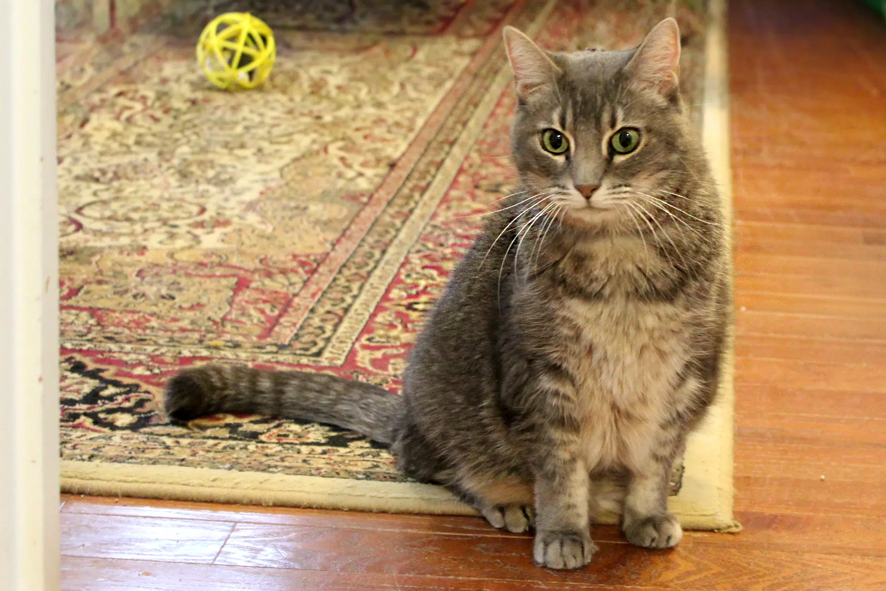 Osa - Domestic Short Hair