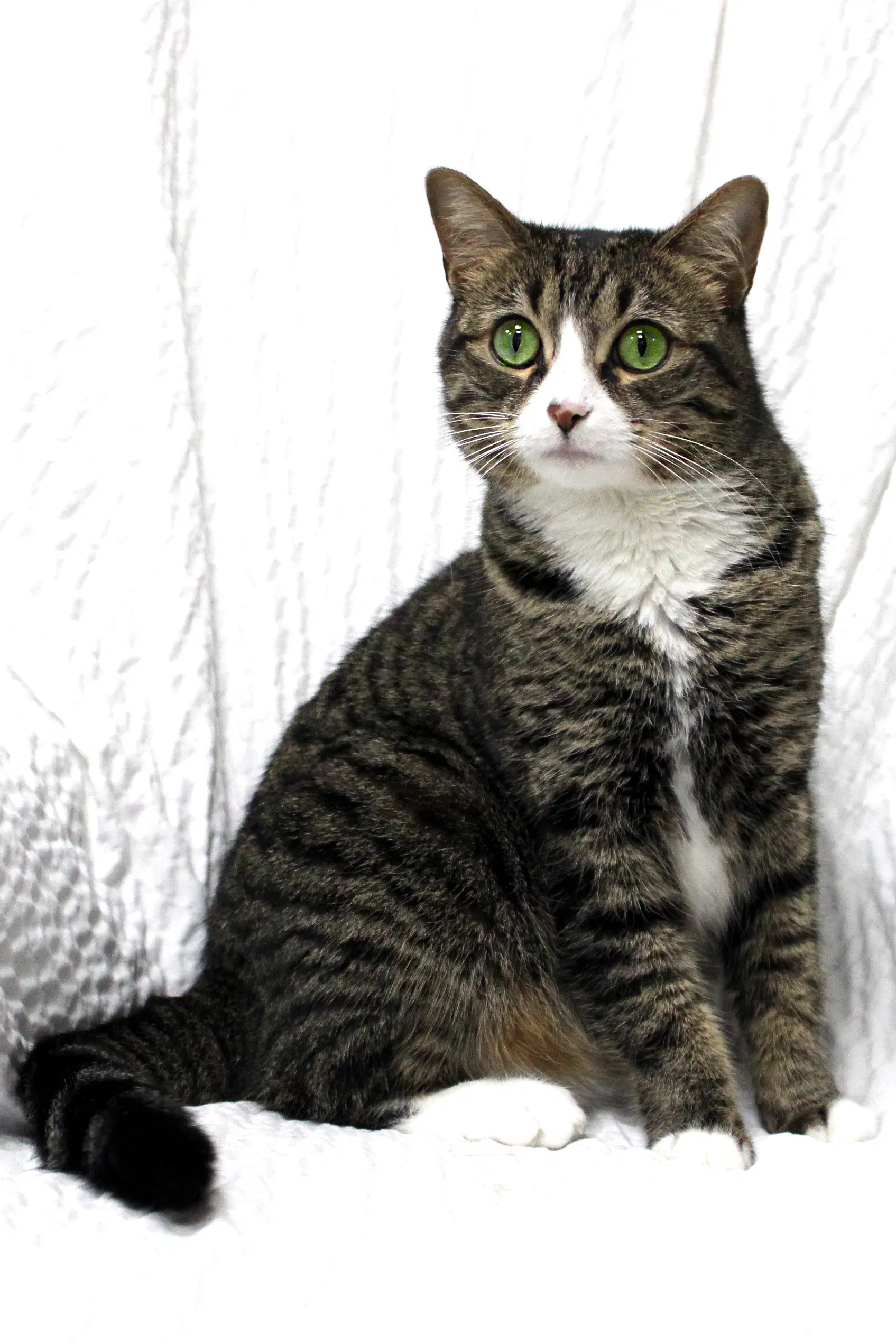 Evie - Tabby