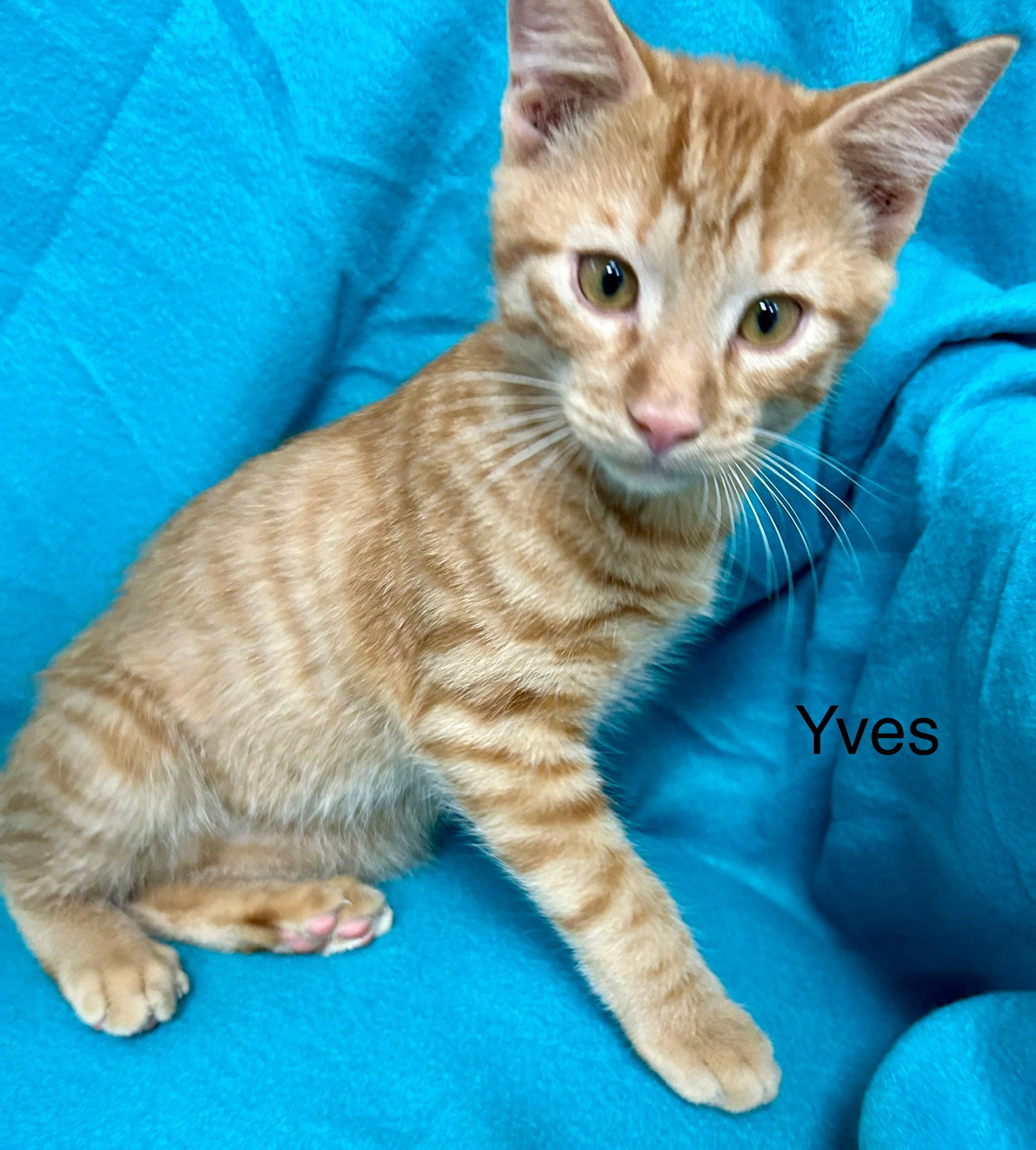 Yves