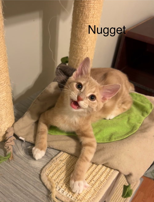 Nugget
