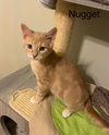 Nugget