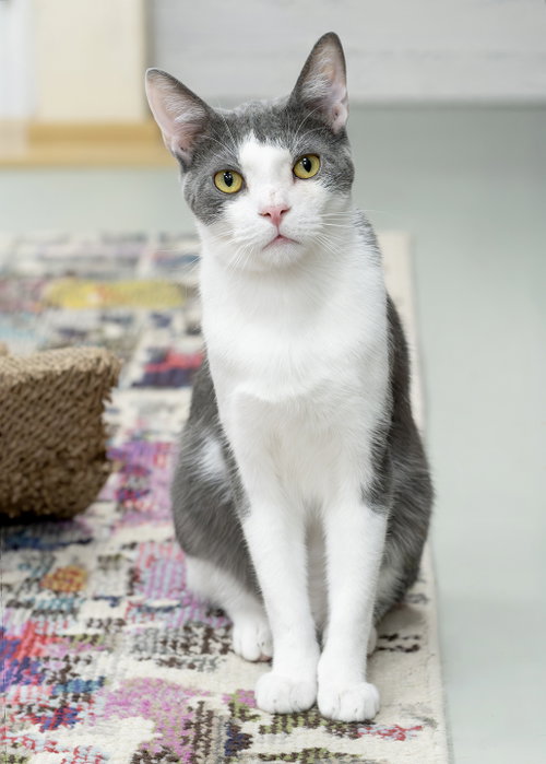 Yuru, an adoptable Domestic Short Hair in Buford, GA