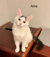 Ama