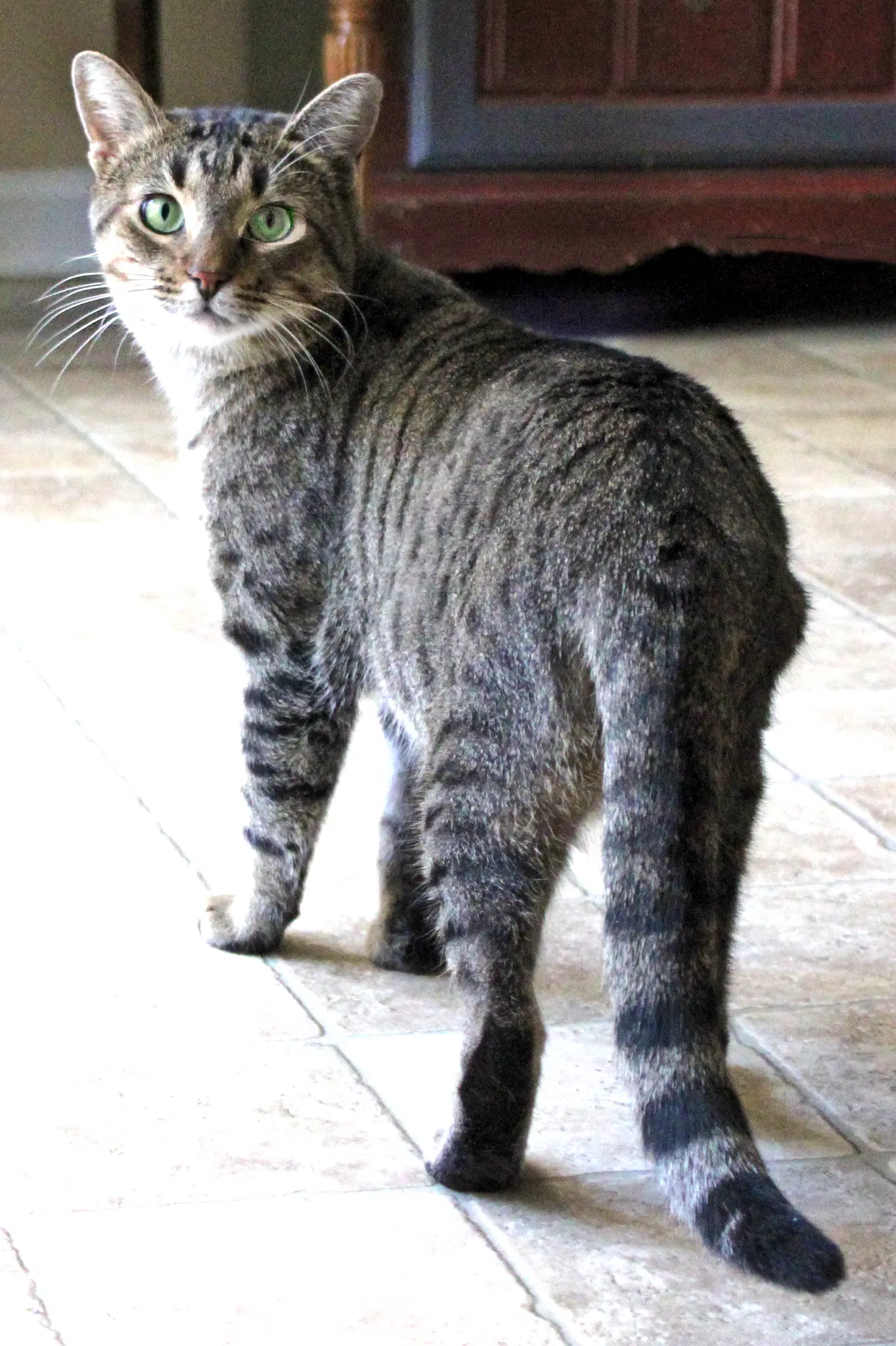 Samuel - Tabby