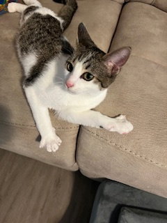 Mister Zig Image