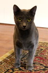 Nala