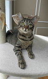 Annabell - Photo 6