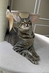 Annabell - Photo 8