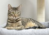 Annabell - Photo 1