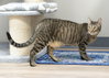 Annabell - Photo 5