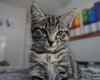 Mushu