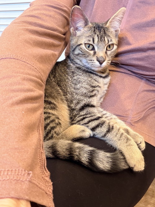 Beau