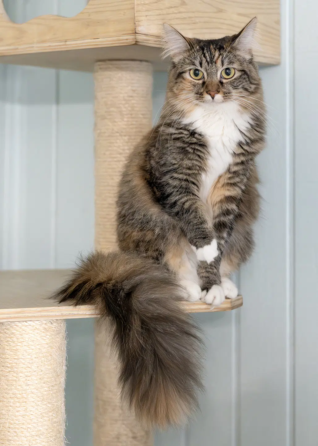 Kirsten - Domestic Medium Hair