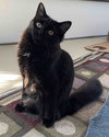 Tibby