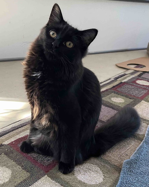 Tibby