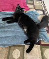 Tibby