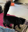 Tibby