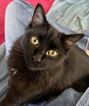 Tibby