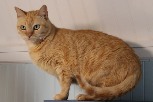 Shamsa