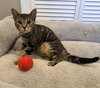 Isabel