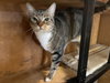 Laverne